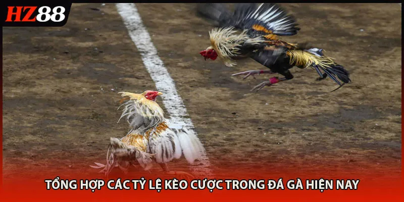 Tổng hợp các tỷ lệ kèo cược trong đá gà hiện nay